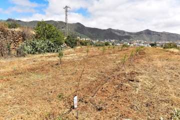 Plantación de 4.400 almendreros, nogales, higueras y olivos en Valsequillo (Foto TA)
